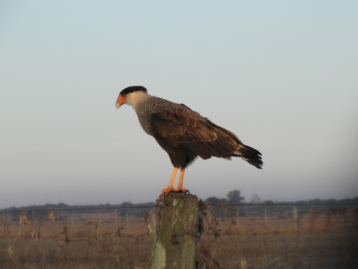 Crested Caracara (Southern) - ML361806801