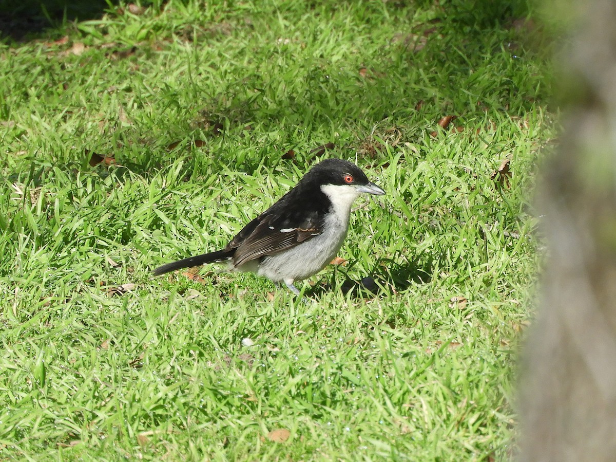 Great Antshrike - ML361807661