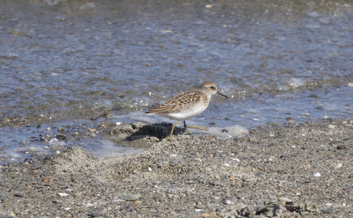 Least Sandpiper - Anne Bielamowicz