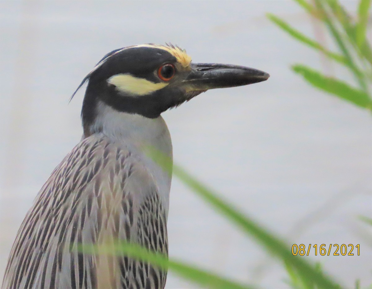 Yellow-crowned Night Heron - David English