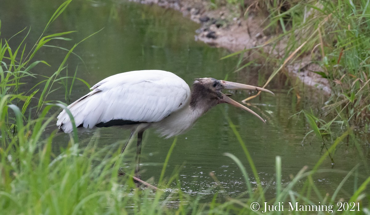 Wood Stork - ML361809881