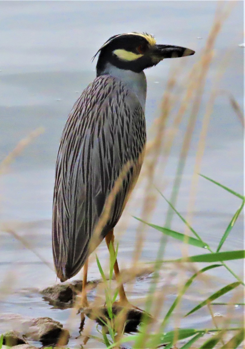 Yellow-crowned Night Heron - ML361810001