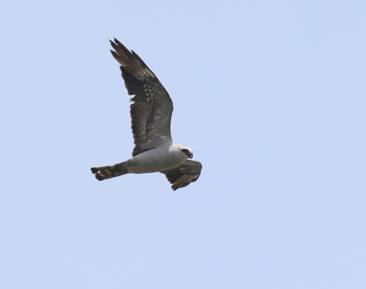 Mississippi Kite - ML361810571