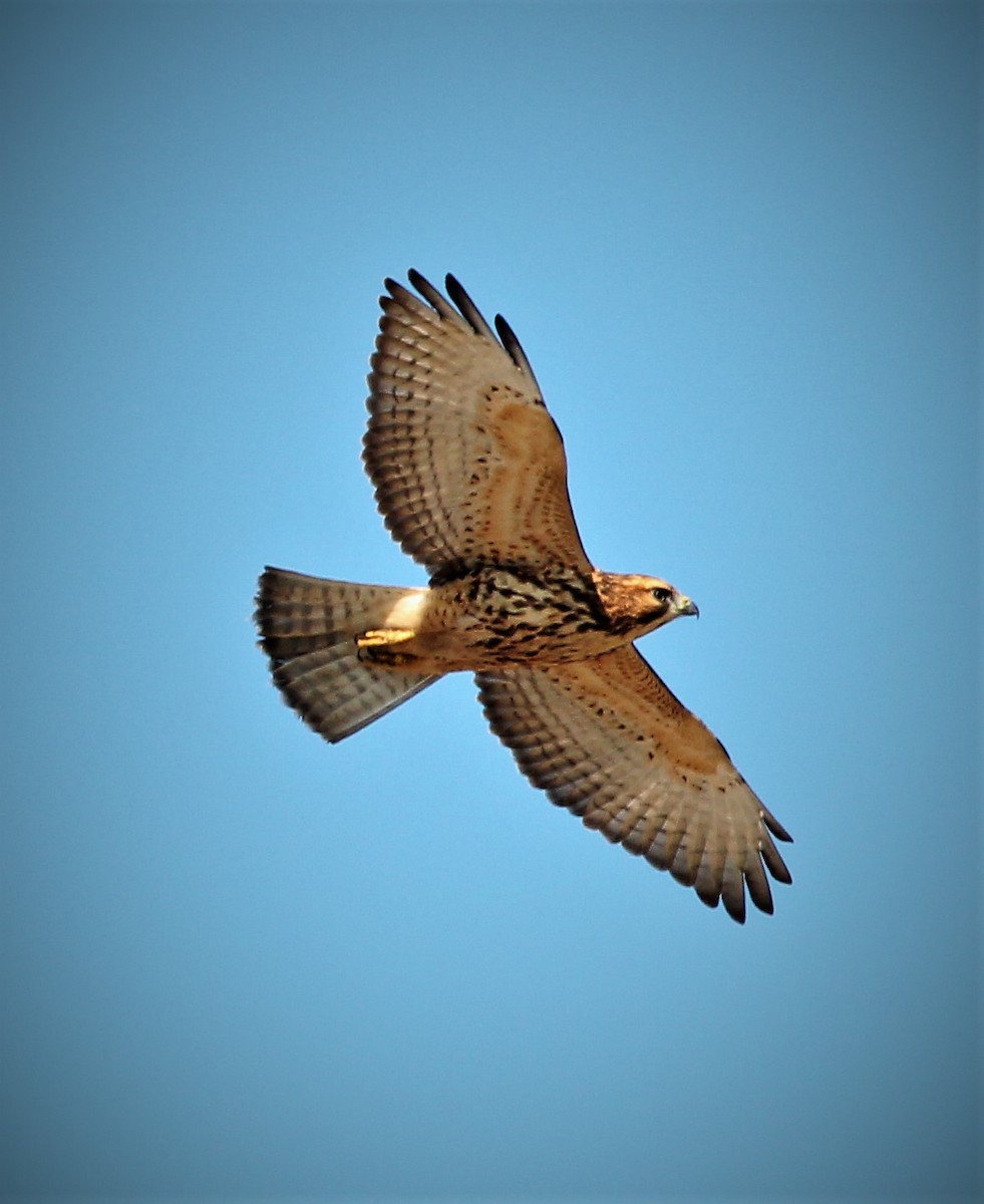 Broad-winged Hawk - ML361810671