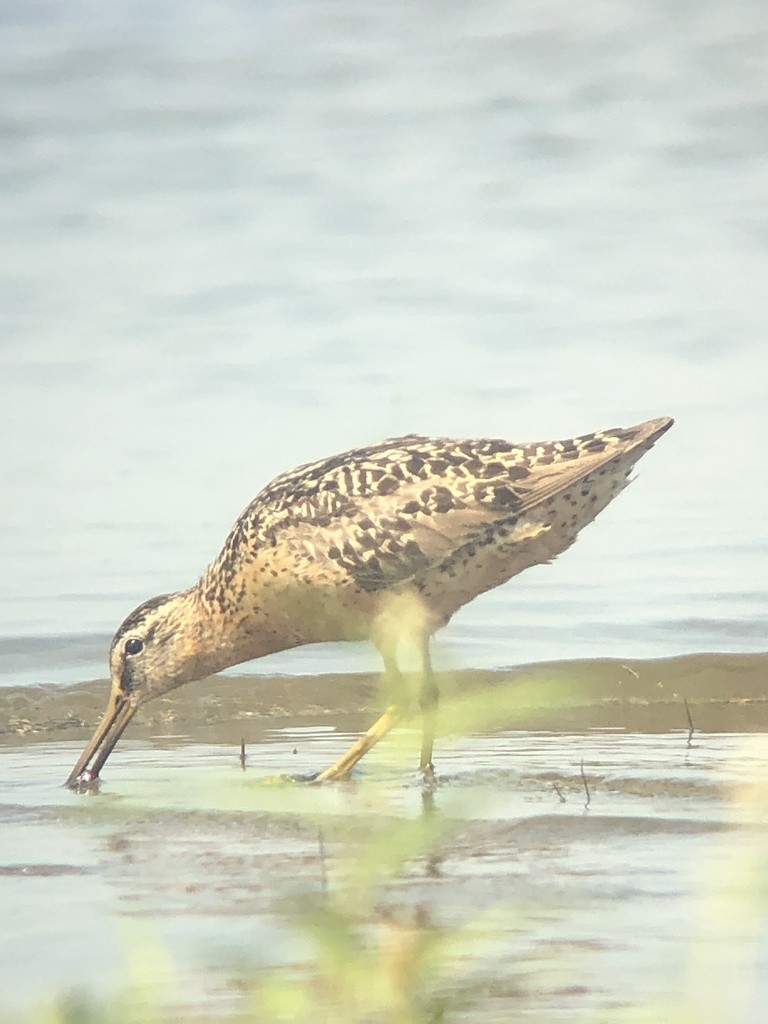 kortnebbekkasinsnipe - ML361812901