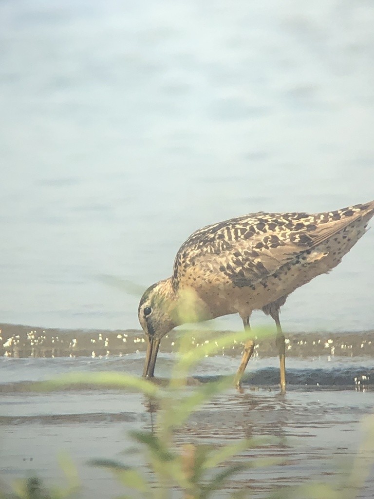 Short-billed Dowitcher - ML361812911