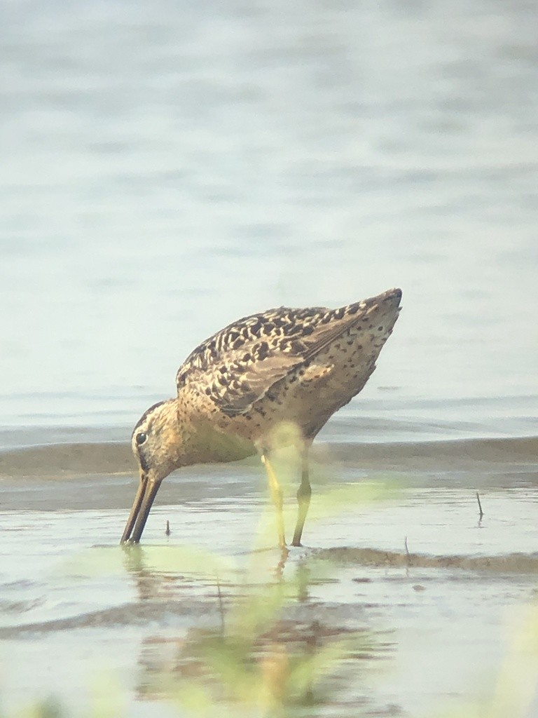 Short-billed Dowitcher - ML361812921