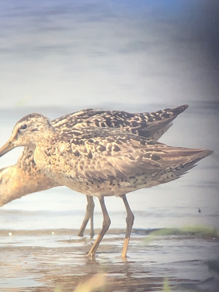 Short-billed Dowitcher - ML361812931