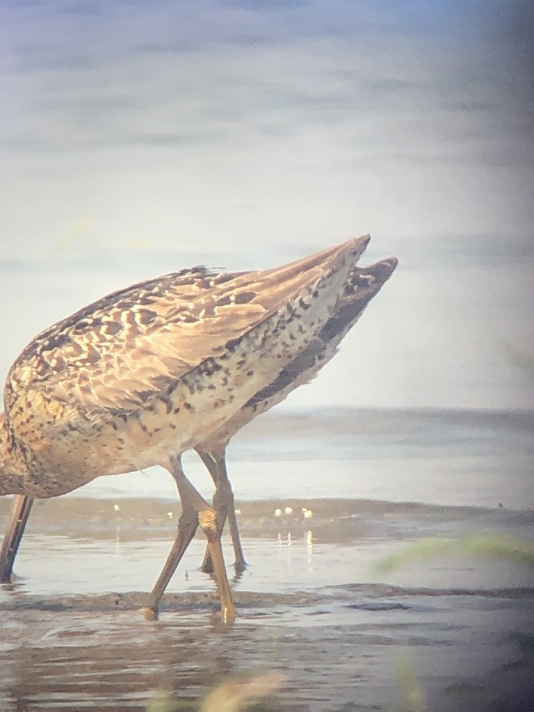 Short-billed Dowitcher - Sam Darmstadt