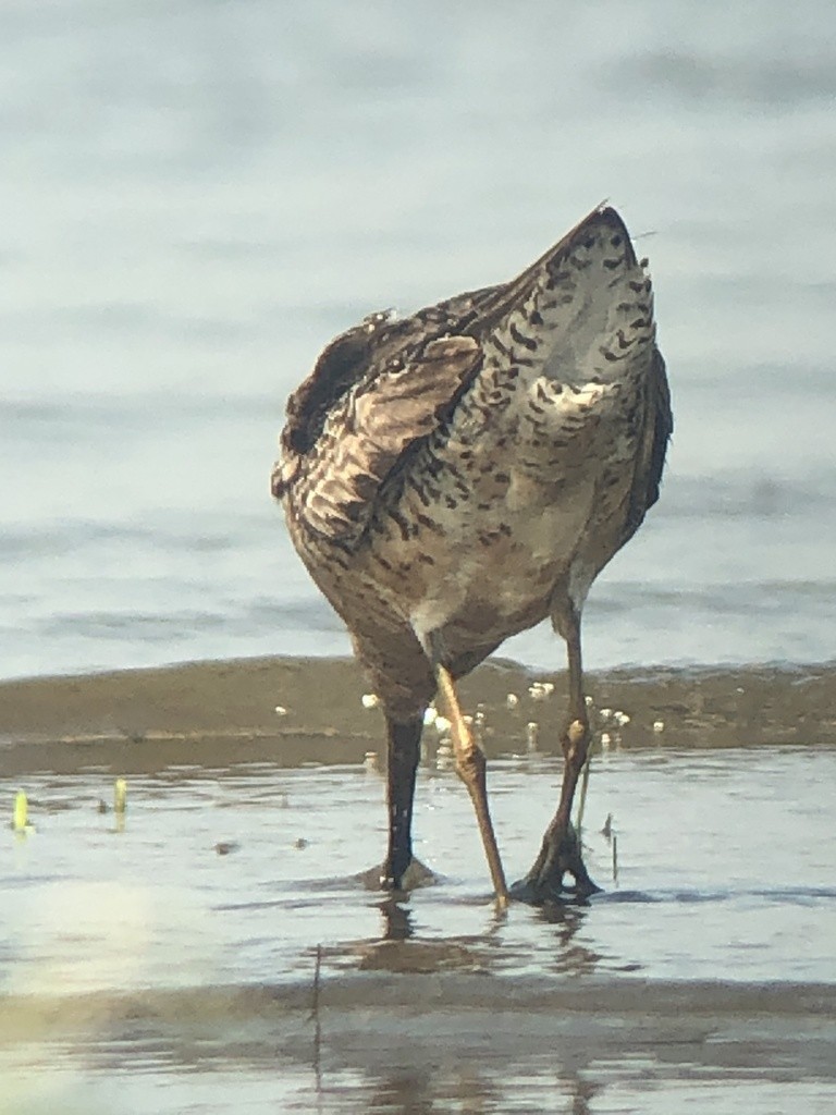 kortnebbekkasinsnipe - ML361812971