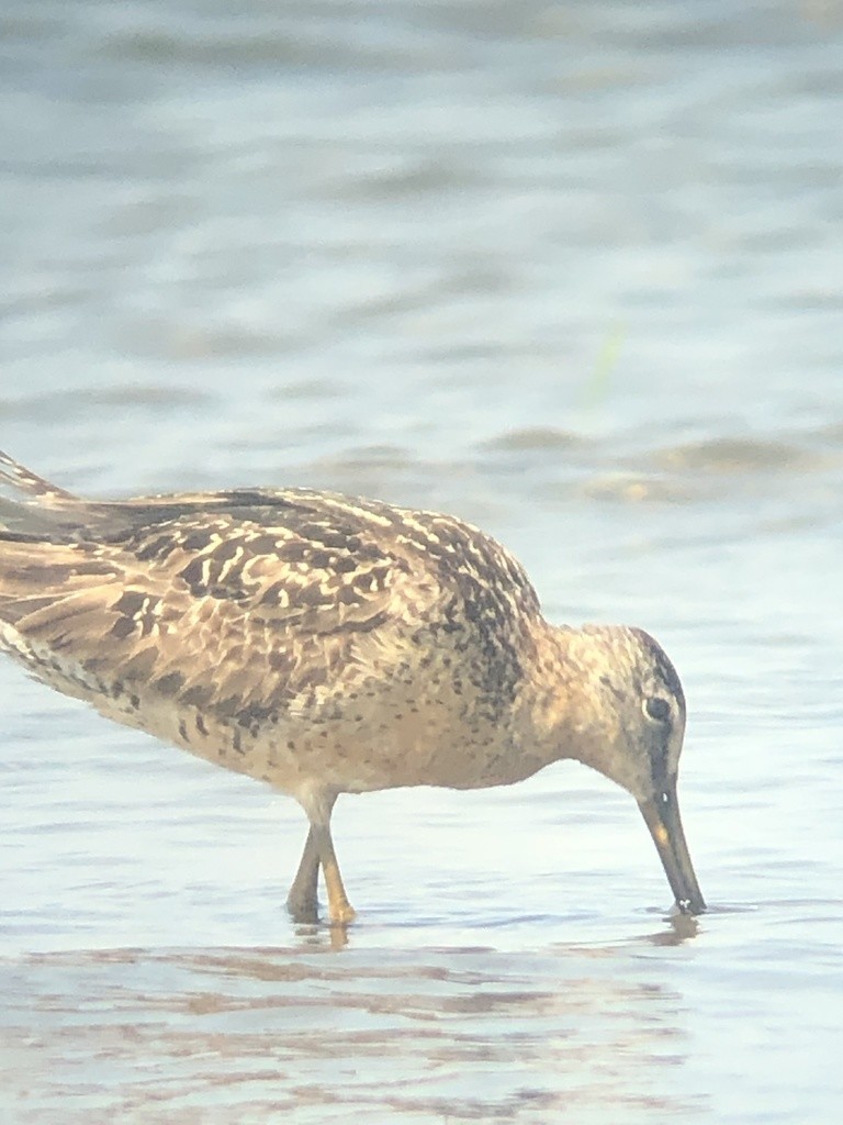 Short-billed Dowitcher - ML361812981