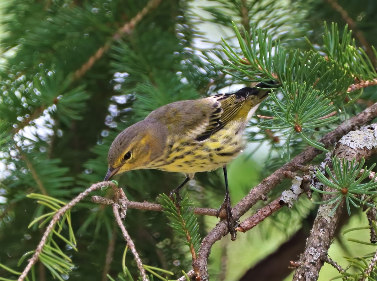Cape May Warbler - ML361814001