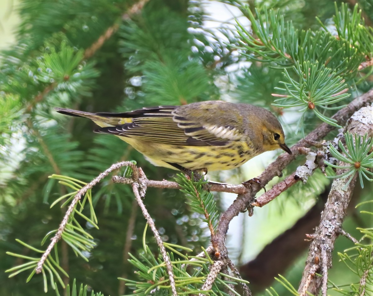 Cape May Warbler - ML361814011