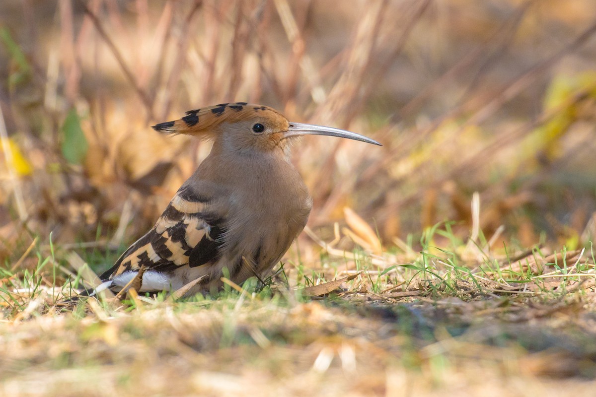 Eurasian Hoopoe - ML36181521