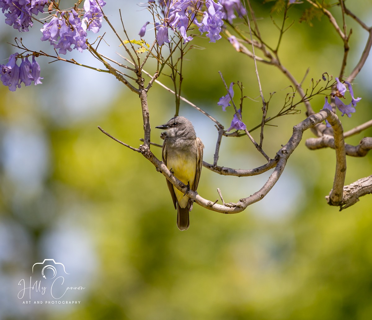 Cassin's Kingbird - ML361815731