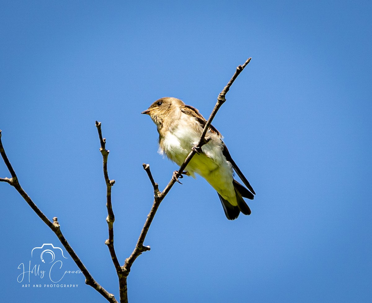 Golondrina Aserrada - ML361815861