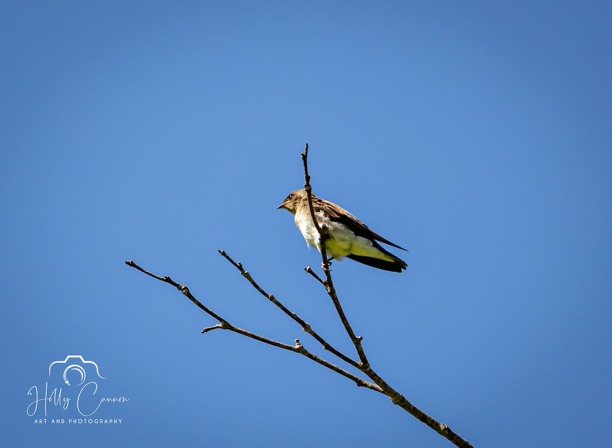 Golondrina Aserrada - ML361815901