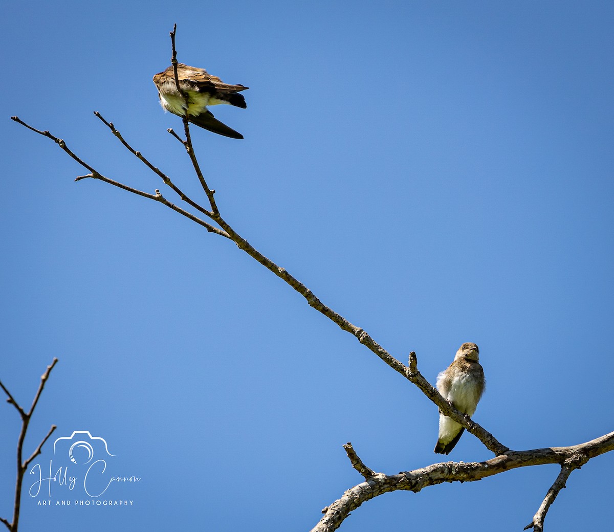 Northern Rough-winged Swallow - ML361815911