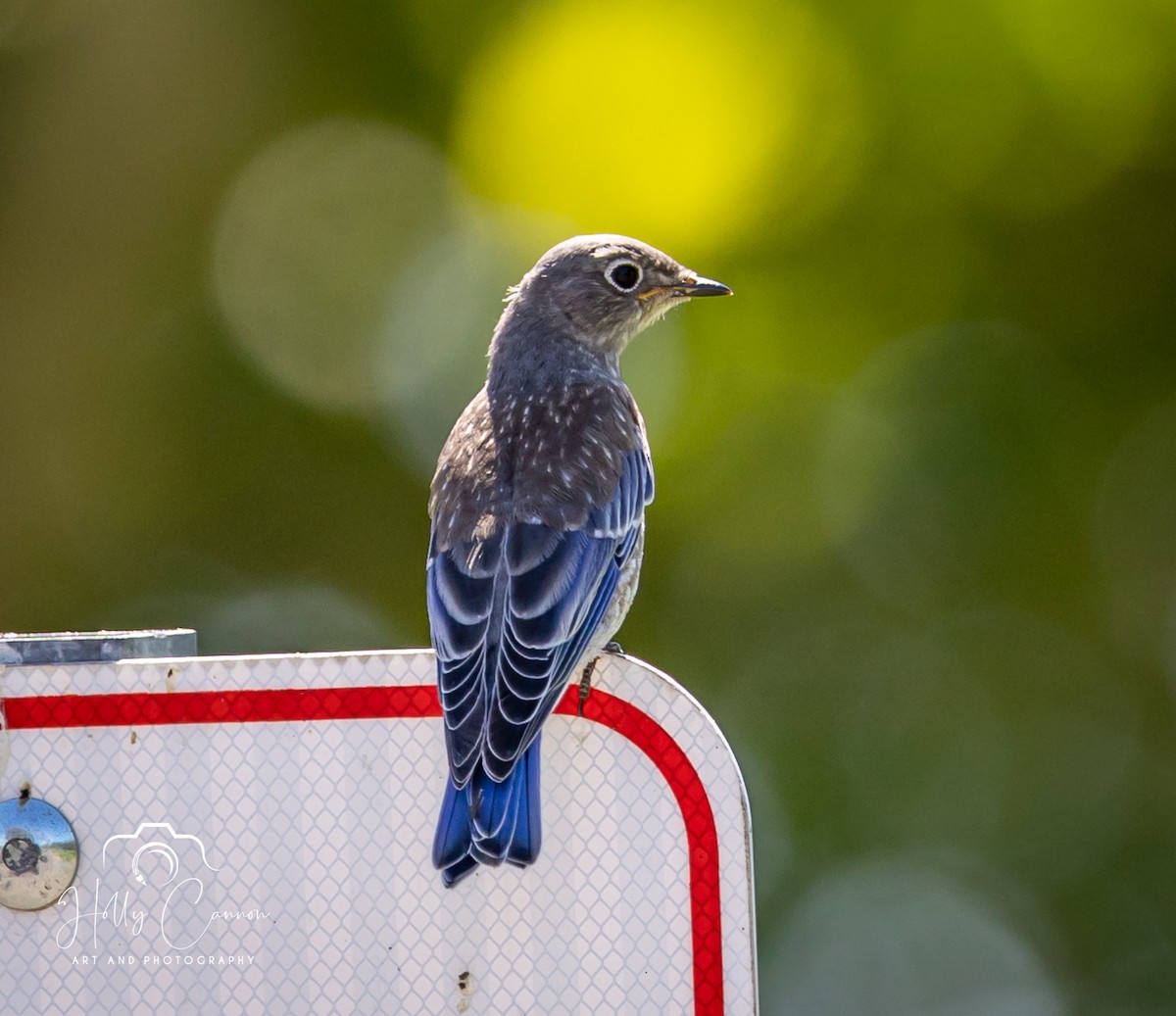 Western Bluebird - ML361816091