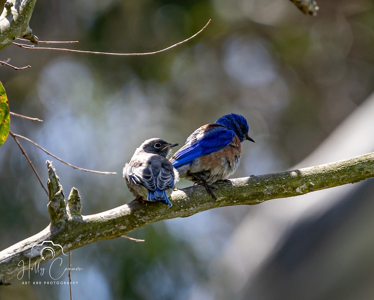 Western Bluebird - ML361816131