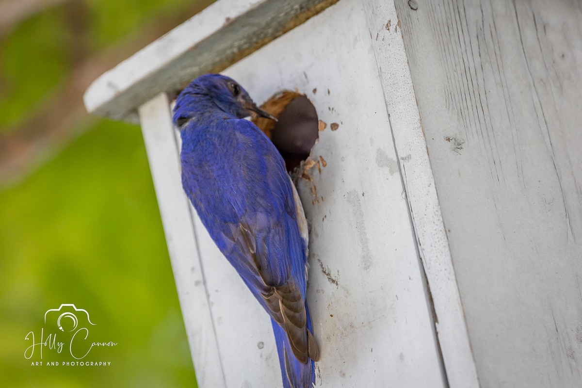 Western Bluebird - ML361816171