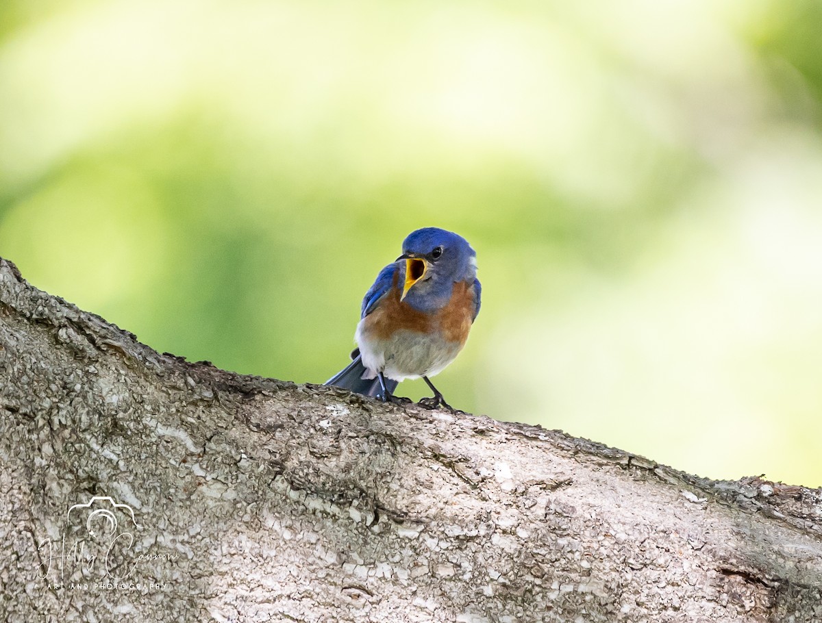 Western Bluebird - ML361816191