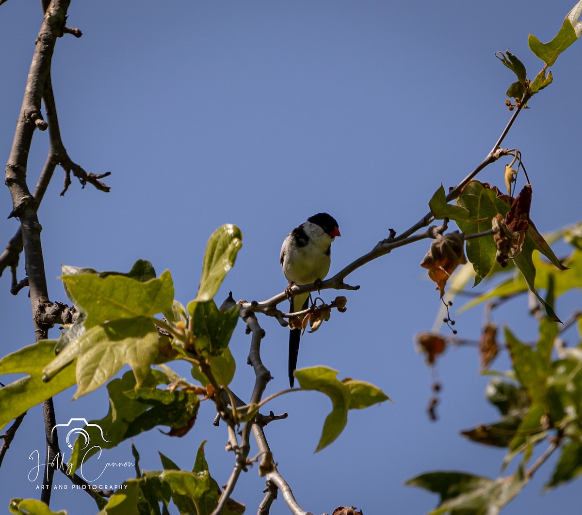 Pin-tailed Whydah - ML361816271