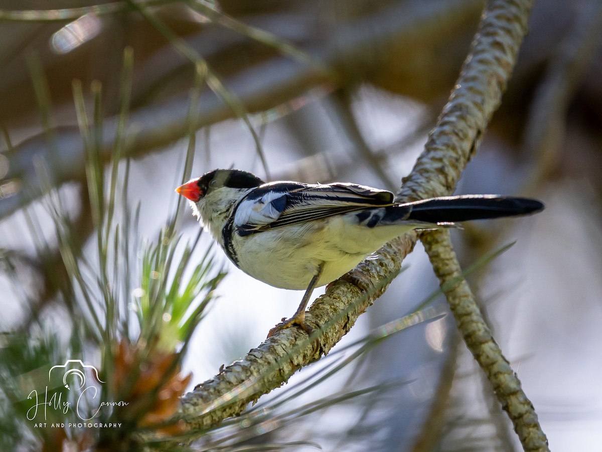 Pin-tailed Whydah - ML361816281