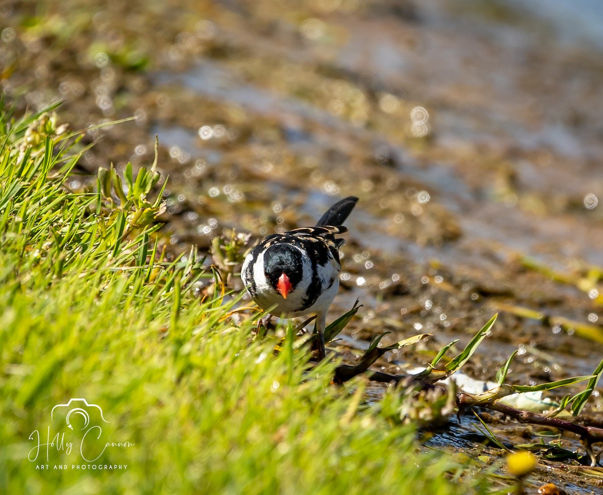 Pin-tailed Whydah - ML361816321