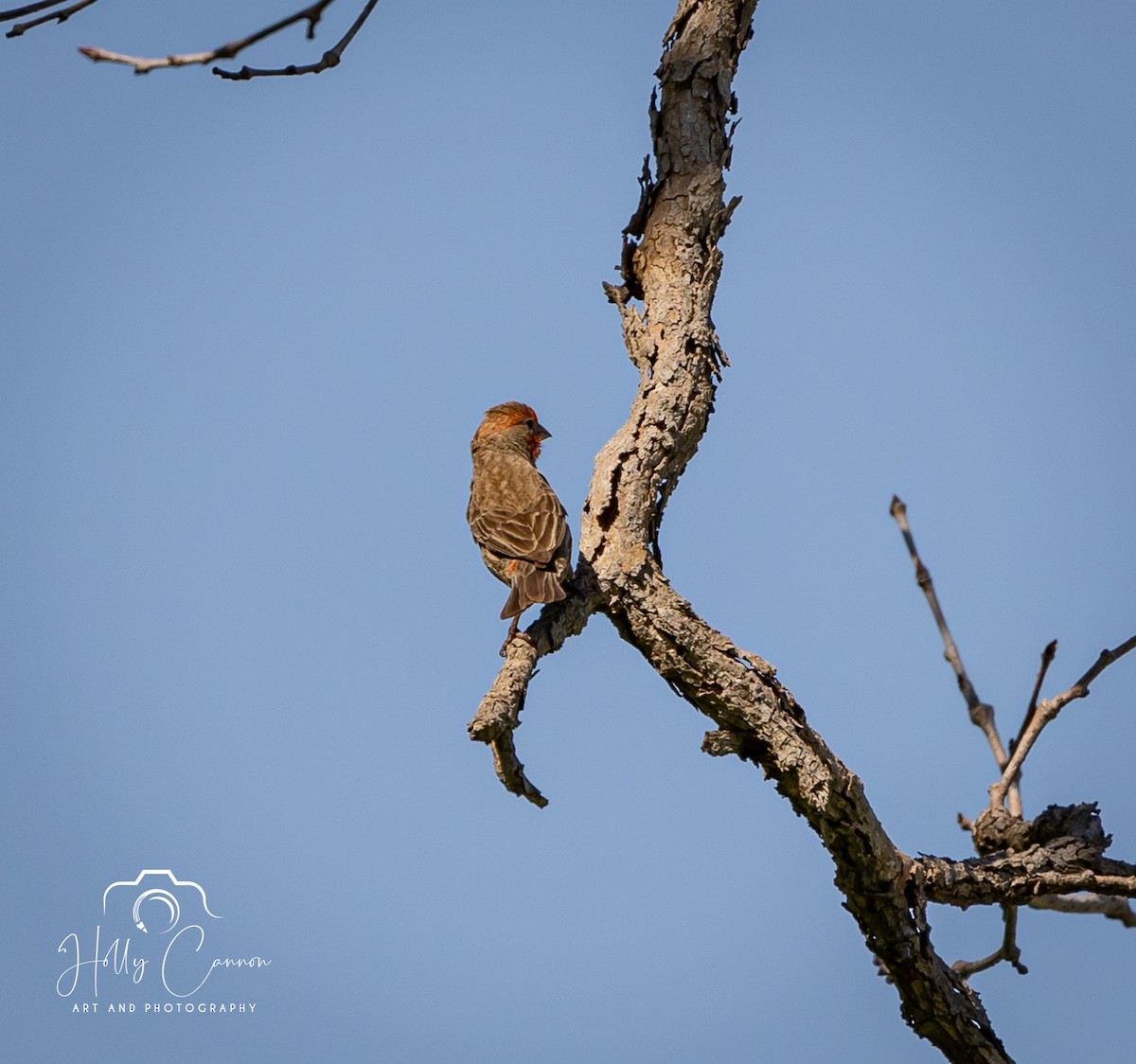 House Finch - ML361816461