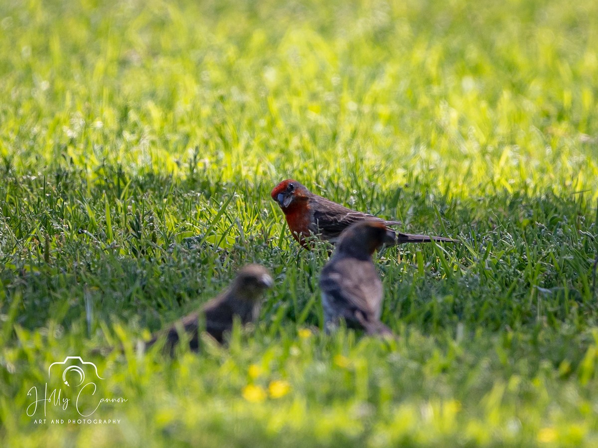 House Finch - ML361816491