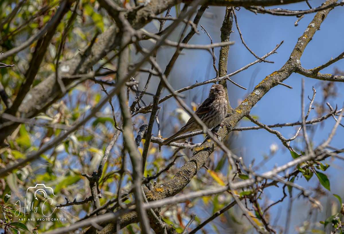 Song Sparrow - ML361816591