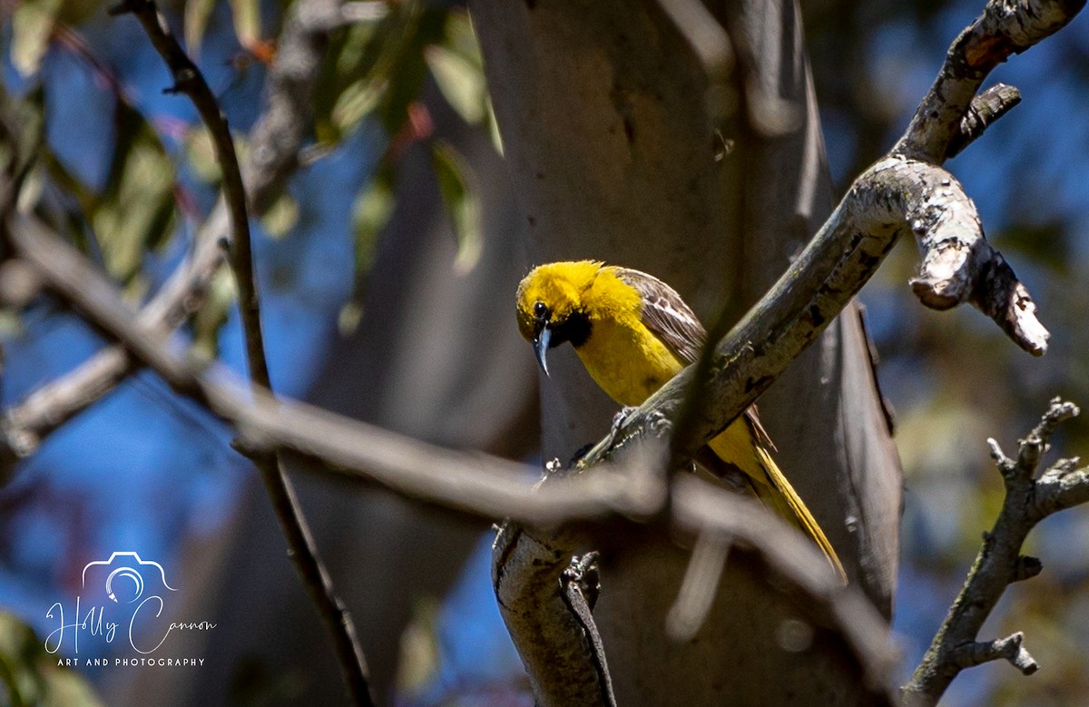 Hooded Oriole - ML361816711