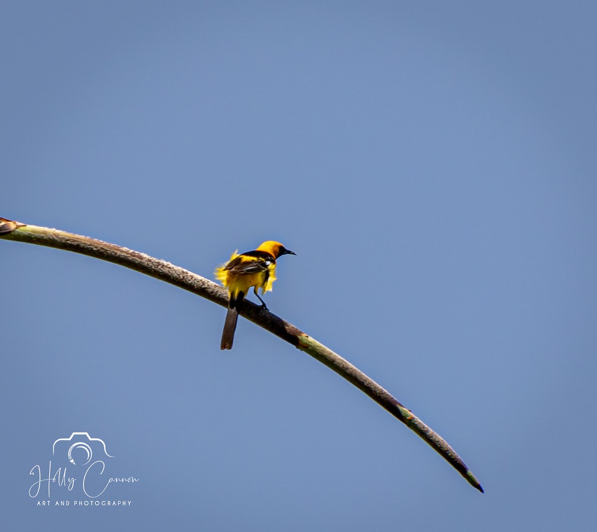 Hooded Oriole - ML361816771