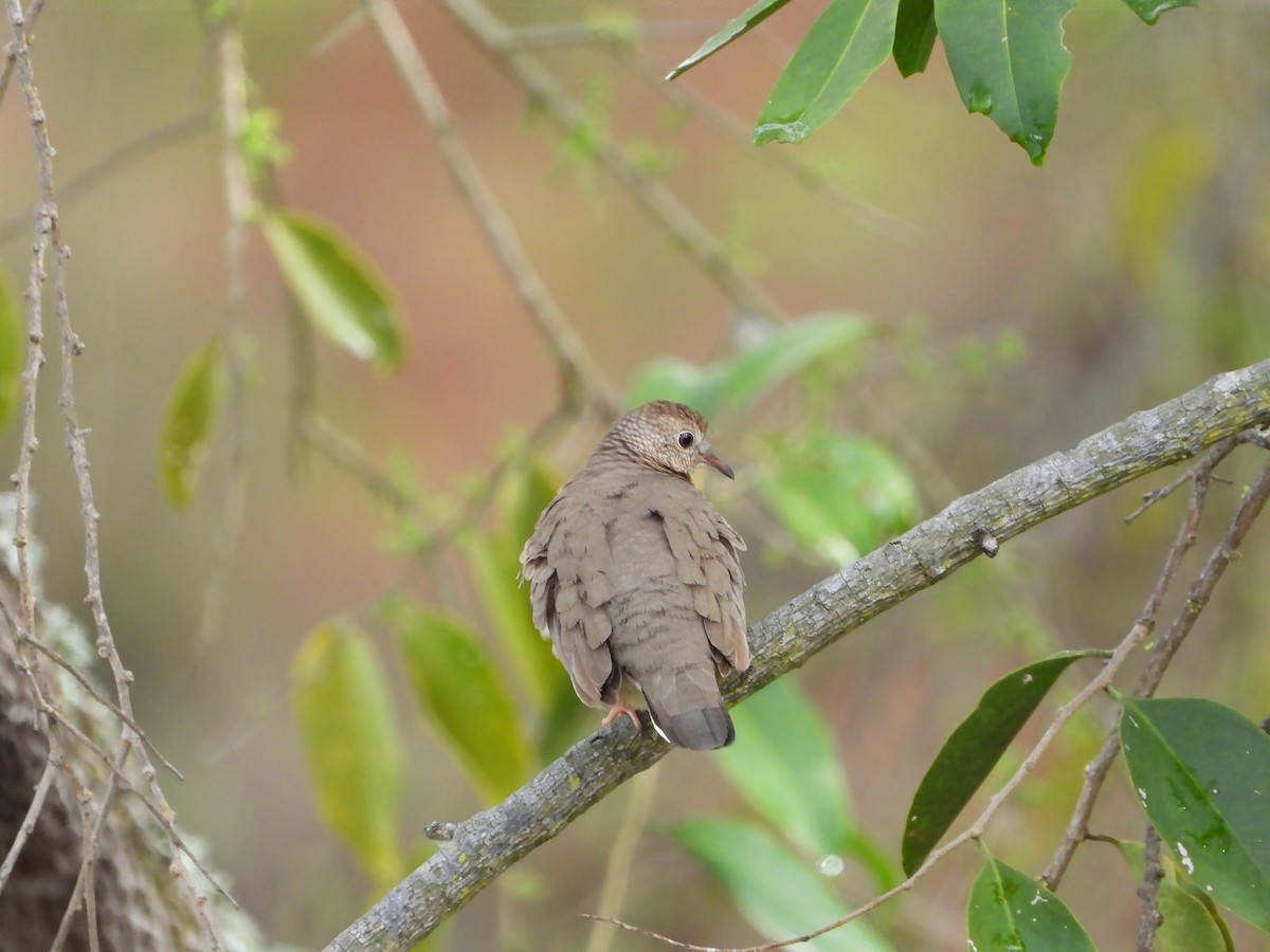 Common Ground Dove - ML361816801