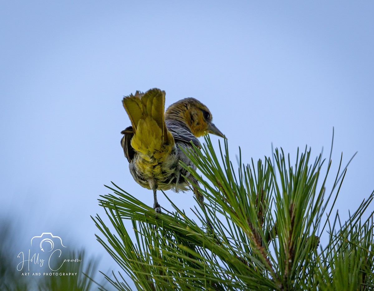 Bullock's Oriole - ML361817171