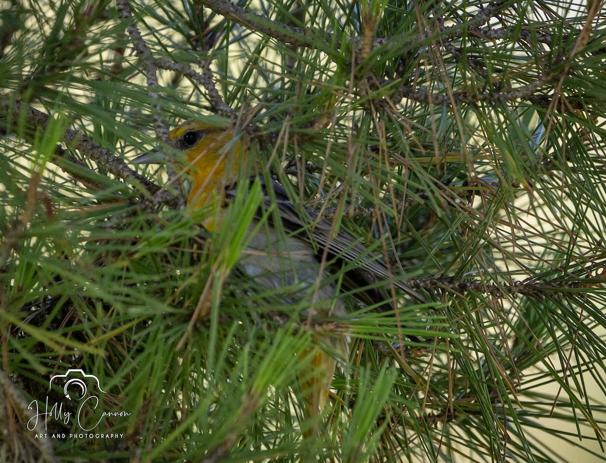 Bullock's Oriole - ML361817201