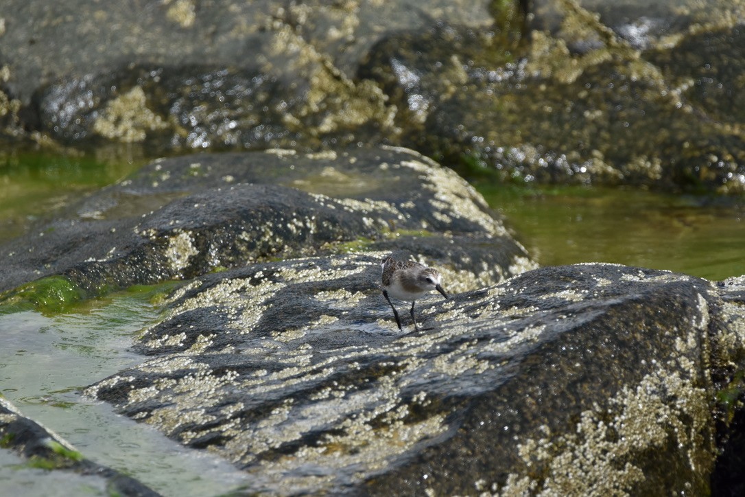 Bécasseau sanderling - ML361817301