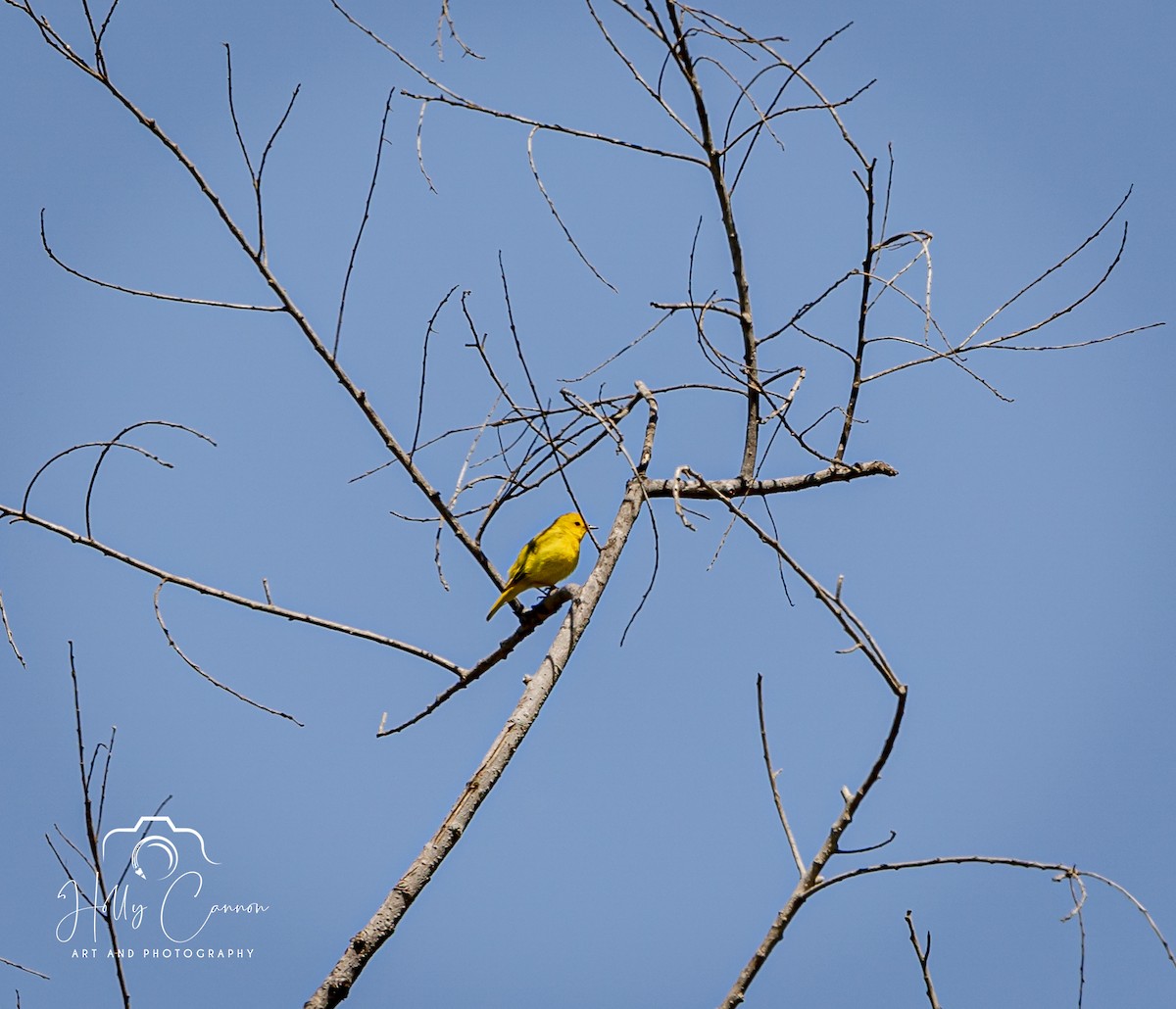 Yellow Warbler - ML361817531