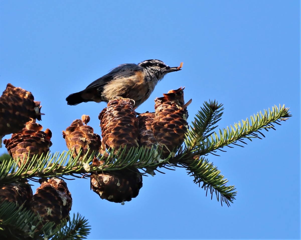 Red-breasted Nuthatch - ML361817671