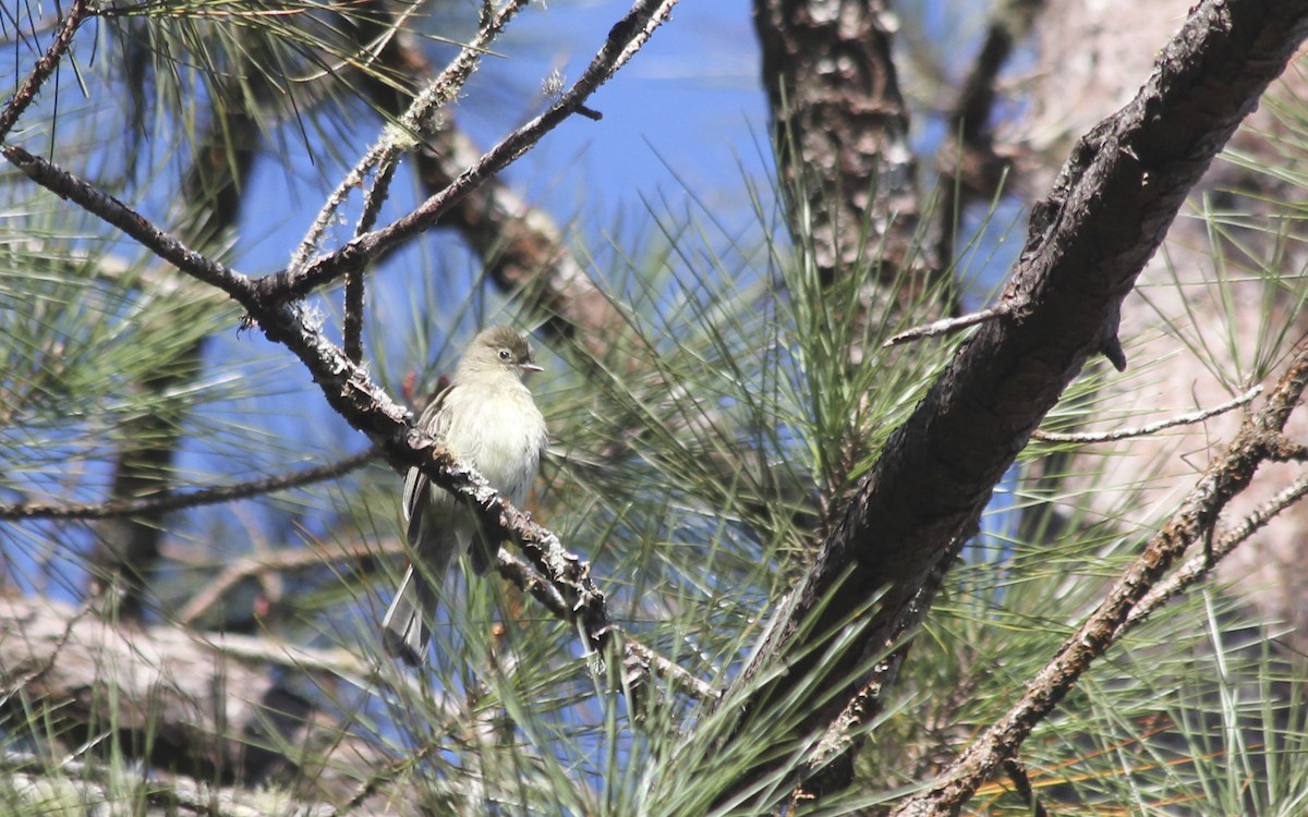 Greater Antillean Elaenia - Jessica Johnson