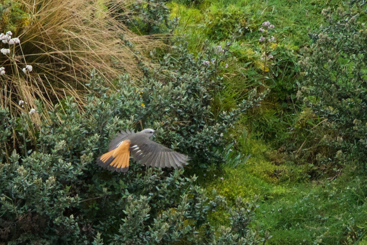Red-rumped Bush-Tyrant - ML361818631