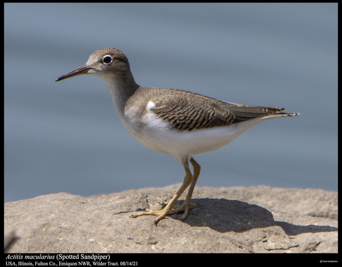 Spotted Sandpiper - ML361818781