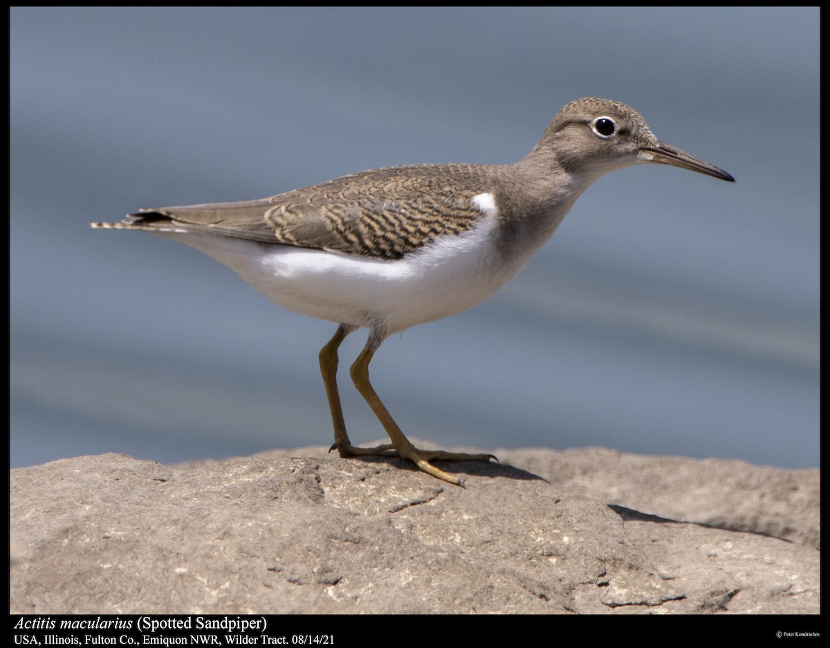 Spotted Sandpiper - ML361818791
