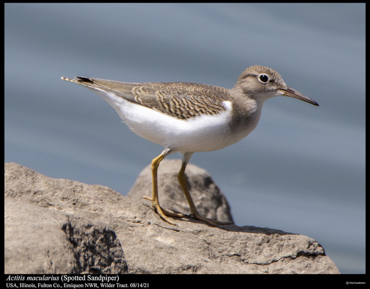 Spotted Sandpiper - ML361818801