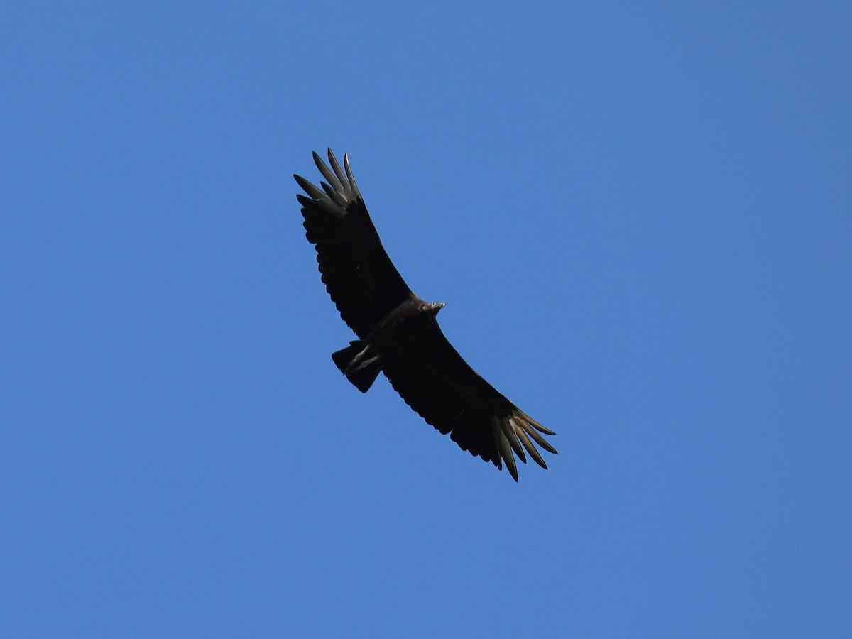 Black Vulture - ML361821521