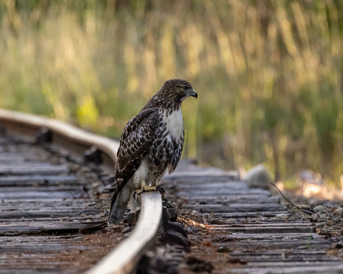 Red-tailed Hawk - ML361822581