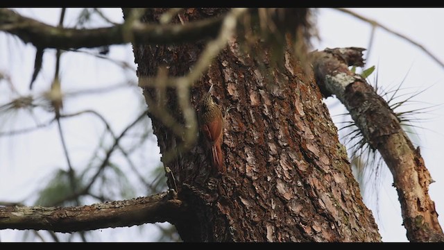 Ivory-billed Woodcreeper - ML361823551