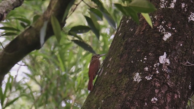 Ivory-billed Woodcreeper - ML361823591