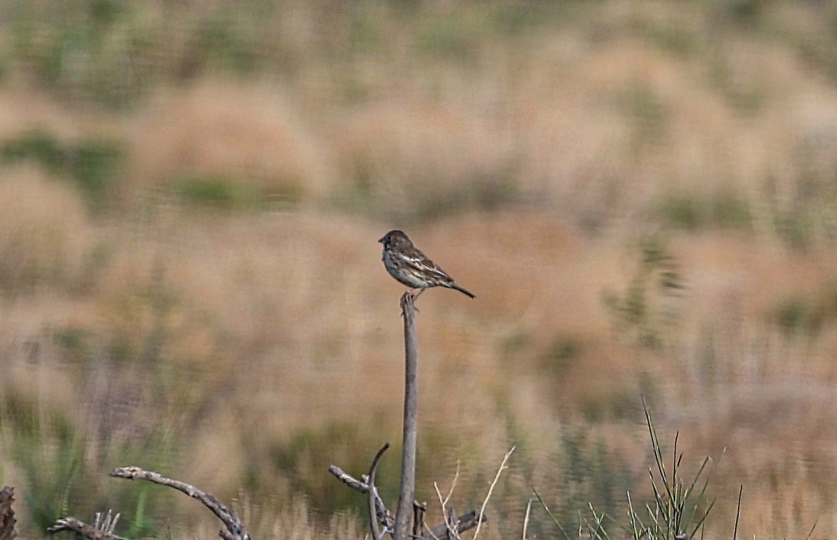 Lark Bunting - ML361826271